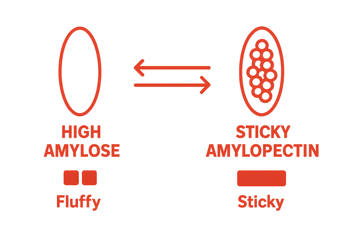 Infographic contrasting amylose and amylopectin in Thai sticky rice vs. regular rice